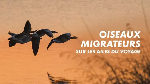 Casting Oiseaux migrateurs : Sur les ailes du voyage