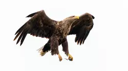 Oiseaux migrateurs : Sur les ailes du voyage