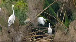 Okavango, le désert inondé