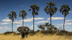 Okavango : Le fleuve des rêves Un camaïeu d'îles