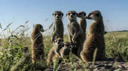 Okavango : Le fleuve des rêves