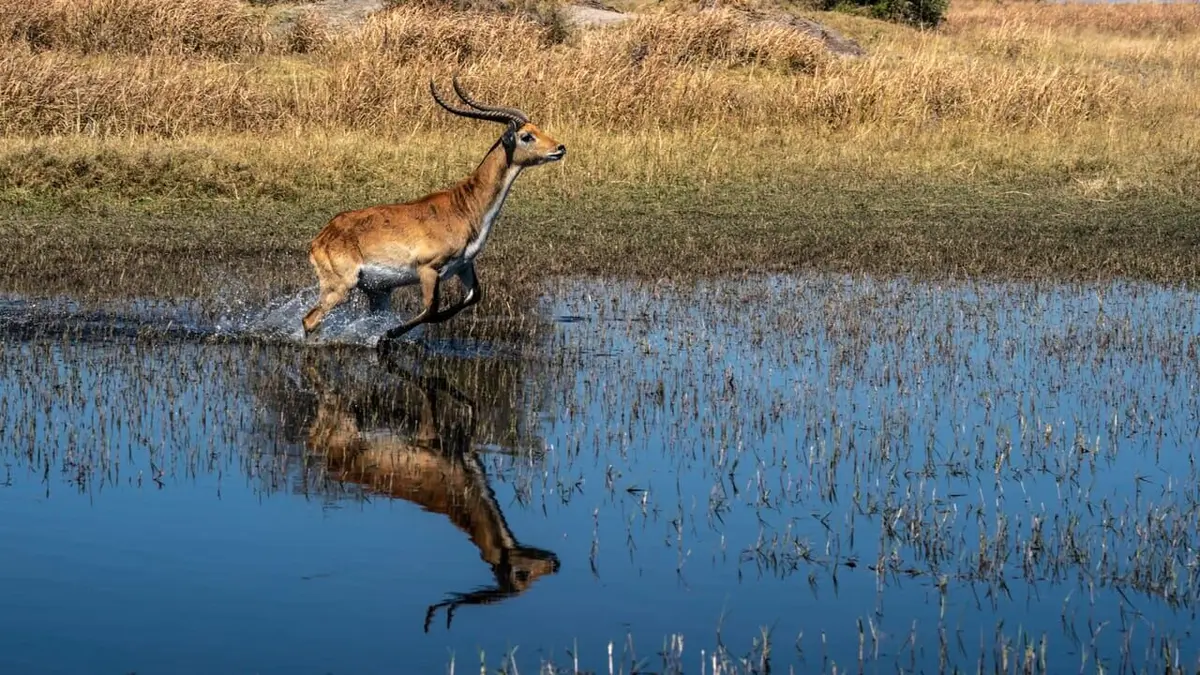 Okavango : Le fleuve des rêves Les terres inondées