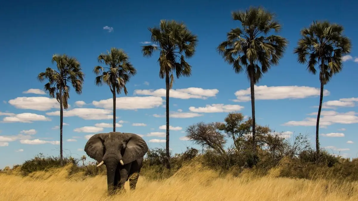 Okavango : Le fleuve des rêves Un camaïeu d'îles