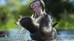 Okavango, le fleuve-vie