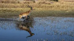 Okavango, le fleuve-vie