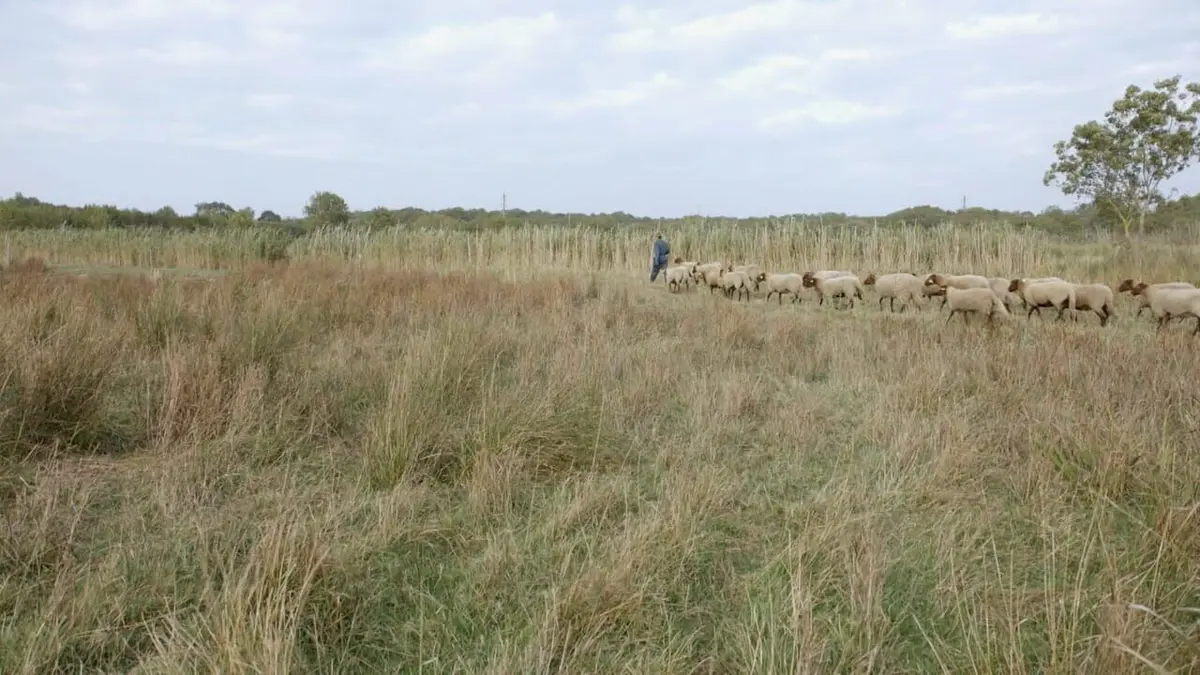 Oleron les sentinelles du climat