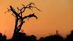 Olimba, la reine des léopards