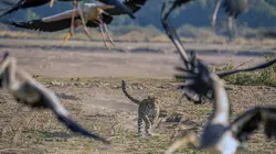 Olimba, la reine des léopards
