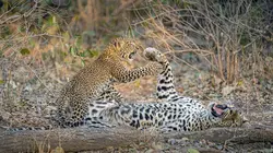 Olimba, la reine des léopards