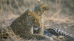 Olimba, la reine des léopards