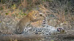 Olimba, la reine des léopards