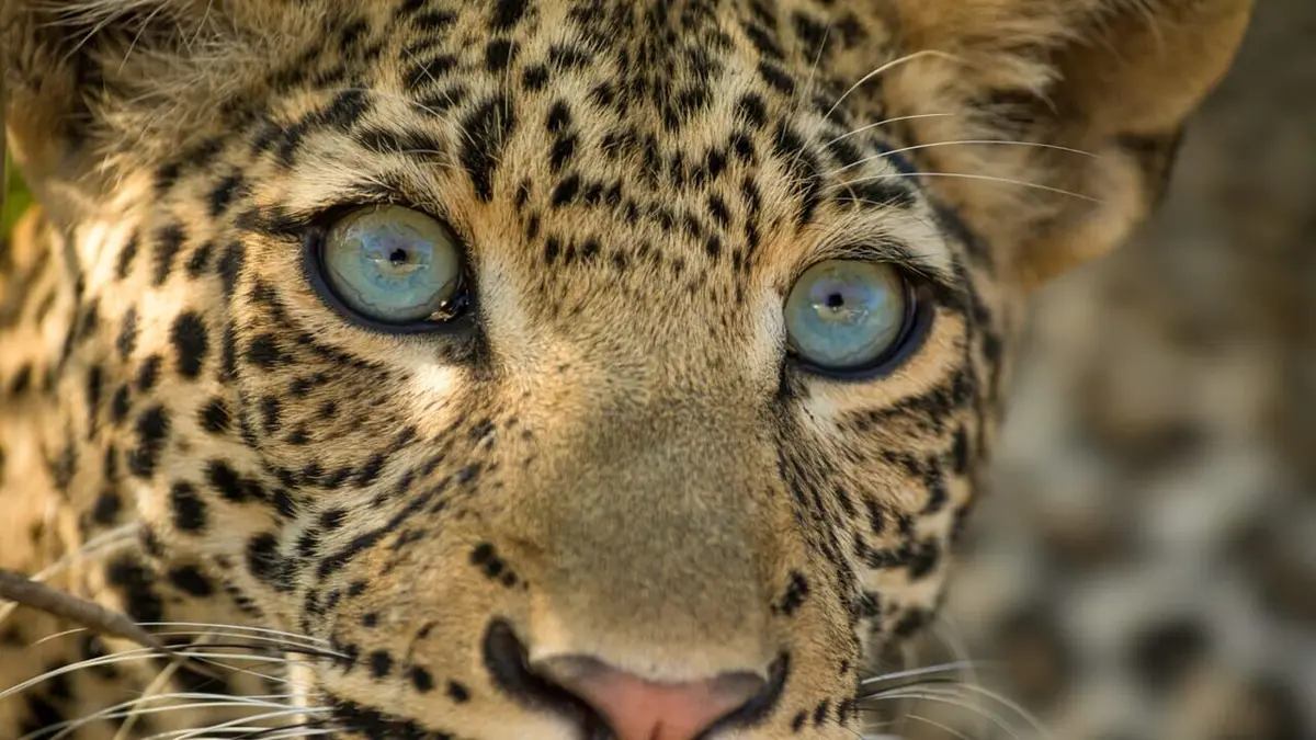 Olimba, la reine des léopards