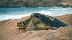 Oman sauvage : Léopards et tortues marines