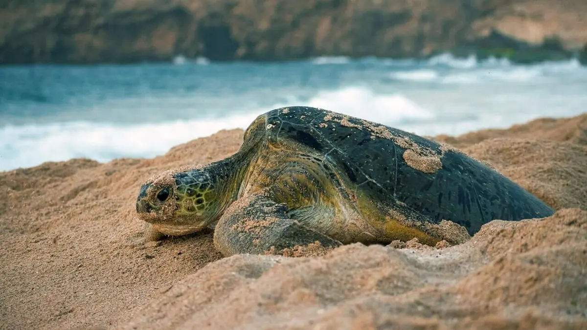 Visuel de Oman sauvage : Léopards et tortues marines Léopards et tortues marines