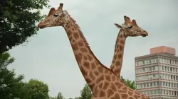 On a voulu voir Maubeuge E04 Maubeuge