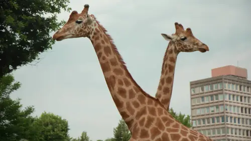 On a voulu voir Maubeuge E04 Maubeuge