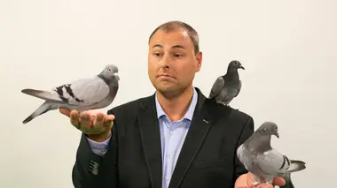 On n'est pas des pigeons