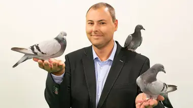 On n'est pas des pigeons à la maison