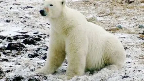 On vous raconte... Sauvons les animaux
