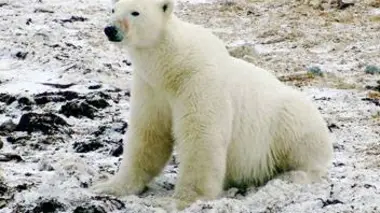 On vous raconte... Sauvons les animaux