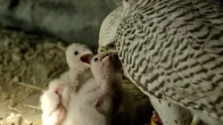 One Strange Rock La tempête