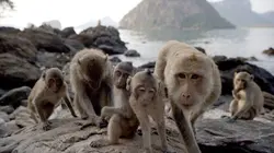 One Strange Rock L'éveil