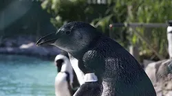 Visuel de Opération : manchots du Cap