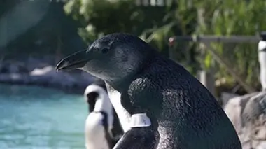 Opération : manchots du Cap