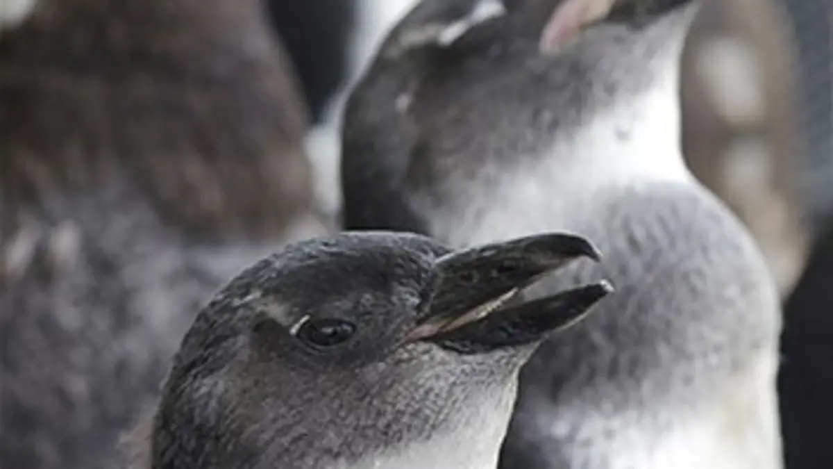 Opération : manchots du Cap E05