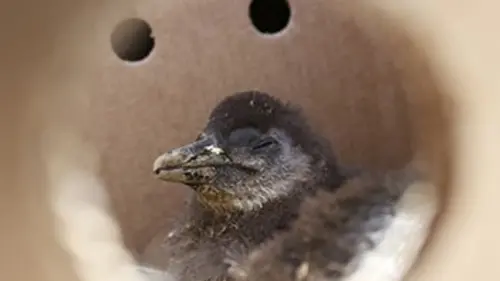 Opération : manchots du Cap E03