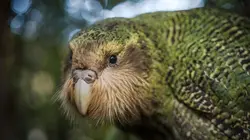 Opération Okavango S01E08 La grande forêt équatoriale (Congo/Gabon)