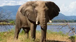 Opération Okavango Le pays où l'animal est roi (Zimbabwe, Mozambique)