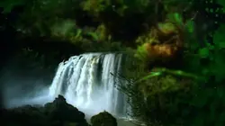 Opération Okavango S01E08 La grande forêt équatoriale (Congo/Gabon)