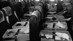 Opération Peter Pan