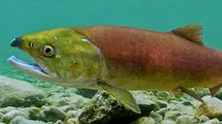 Visuel de Opération saumons