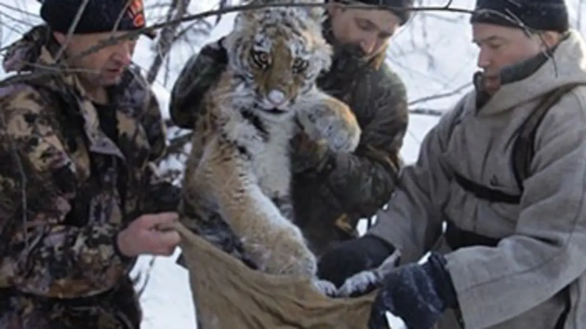 Opération tigre de Sibérie E01 Trois orphelins