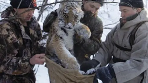 Opération tigre de Sibérie E01 Trois orphelins