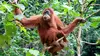 Orangs-outans, la liberté retrouvée