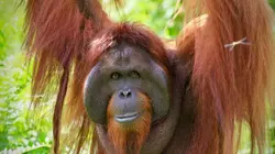 Orangs-outans, nos cousins rouges de la forêt