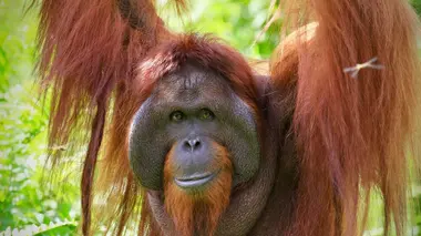 Orangs-outans, nos cousins rouges de la forêt