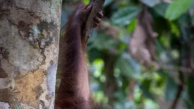 Dans la jungle de Bornéo