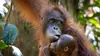 Orangs-outans : nos frères de la forêt