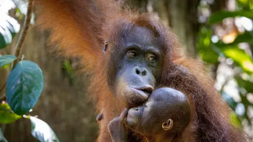 Orangs-outans : nos frères de la forêt