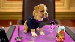 Organisation super insolite S02E08 Agent de tout poil en streaming