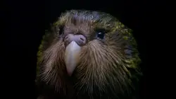 Visuel de Origine native, Deidre et l'oiseau Kakapo