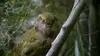 Origine native, Deidre et l'oiseau Kakapo
