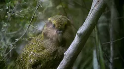 Visuel de Origine native, Deidre et l'oiseau Kakapo