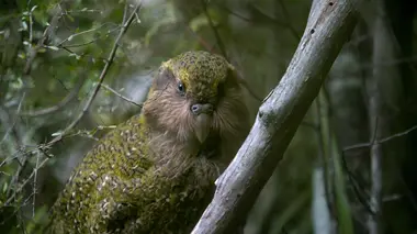 Origine native, Deidre et l'oiseau Kakapo