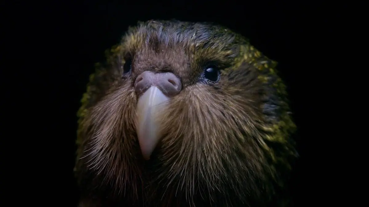 Origine native, Deidre et l'oiseau Kakapo