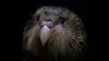 Origine native, Deidre et l'oiseau Kakapo (2019)